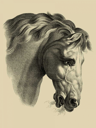 Picture of EQUESTRIAN PORTRAIT IV