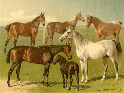 Picture of HORSE BREEDS I