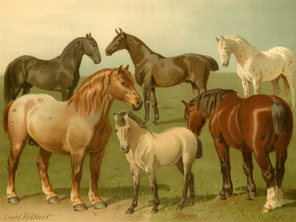 Picture of HORSE BREEDS II