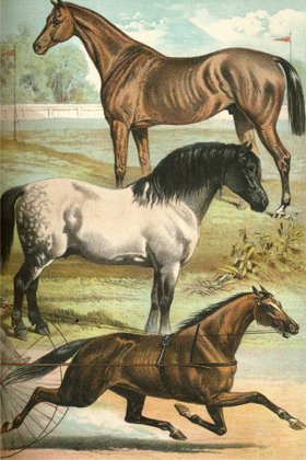 Picture of JOHNSONS HORSE BREEDS I
