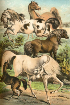 Picture of JOHNSONS HORSE BREEDS II