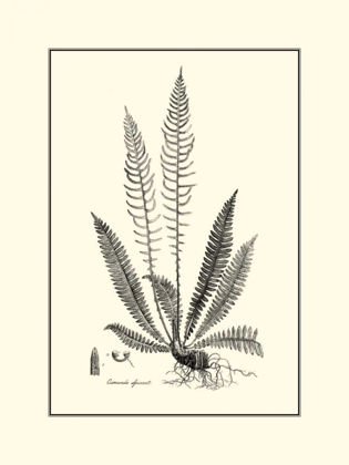 Picture of BANDW FERN I