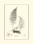 Picture of BANDW FERN II