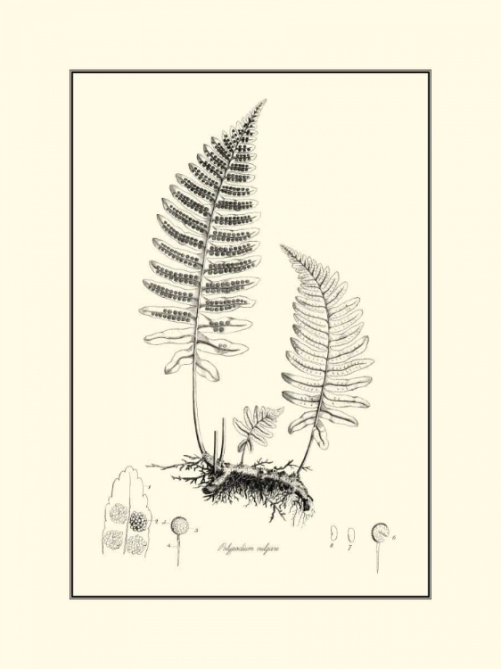 Picture of BANDW FERN II