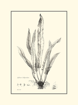 Picture of BW FERN IV