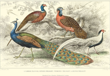 Picture of PEACOCK AND PHEASANTS