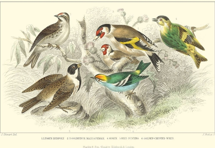 Picture of GOLDFINCH, BUNTINGS AND WRENS