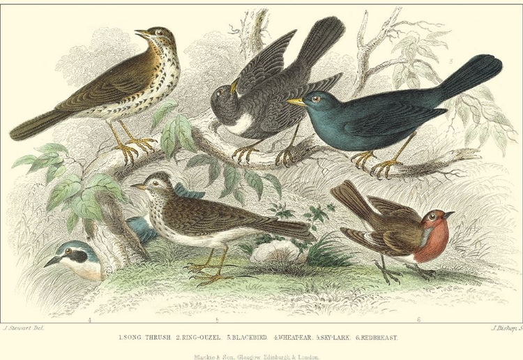 Picture of SKYLARK, SONGTHRUSH AND REDBREAST