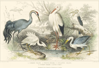 Picture of HERONS, EGRETS AND CRANES
