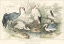 Picture of HERONS, EGRETS AND CRANES
