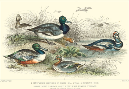 Picture of DUCK VARIETIES