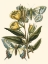 Picture of BUTTERFLY OASIS II