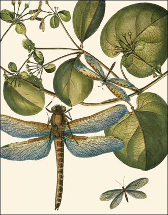 Picture of DRAGONFLY MEDLEY I