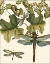 Picture of DRAGONFLY MEDLEY II