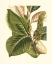 Picture of FANTASTICAL BOTANICAL IV