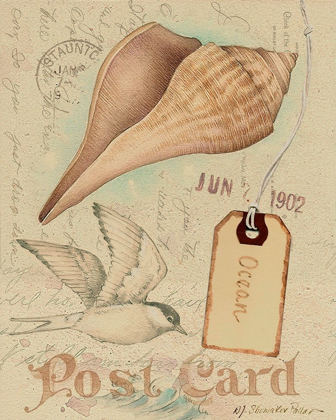Picture of POSTCARD SHELLS IV