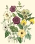 Picture of SUMMER FLOWERS IV