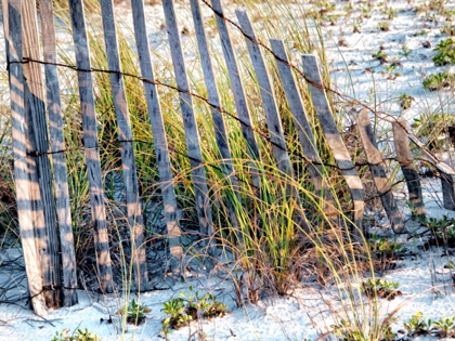 Picture of SEA OATS I