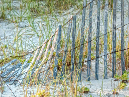 Picture of SEA OATS II