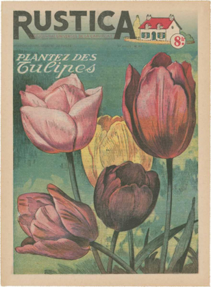 Picture of PLANTEZ DES TULIPS