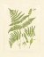 Picture of FERNS WITH PLATEMARK I