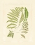 Picture of FERNS WITH PLATEMARK II