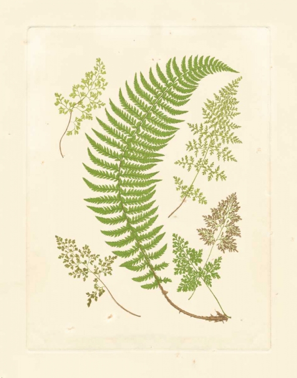 Picture of FERNS WITH PLATEMARK IV