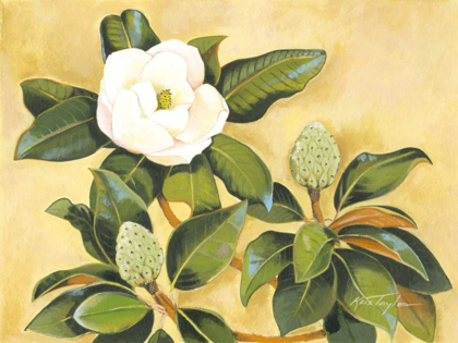 Picture of SOUTHERN MAGNOLIA II