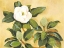 Picture of SOUTHERN MAGNOLIA II