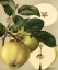 Picture of APPLE HARVEST I