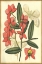 Picture of FLORAL FANTASIA III