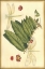 Picture of FLORAL FANTASIA V