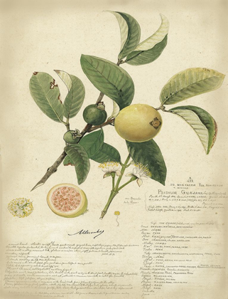Picture of DESCUBE BOTANICAL I