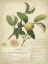Picture of DESCUBE BOTANICAL I
