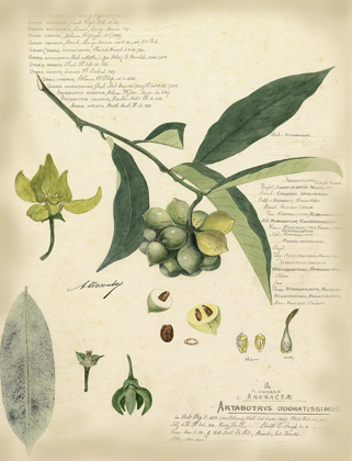 Picture of DESCUBE BOTANICAL II