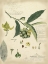 Picture of DESCUBE BOTANICAL II