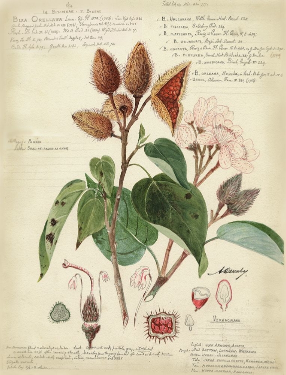 Picture of DESCUBE BOTANICAL V