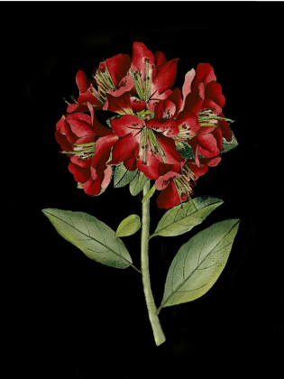 Picture of CRIMSON FLOWERS ON BLACK I