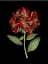 Picture of CRIMSON FLOWERS ON BLACK I