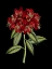Picture of CRIMSON FLOWERS ON BLACK II