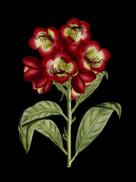 Picture of CRIMSON FLOWERS ON BLACK III