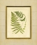 Picture of FERN WITH CRACKLE MAT III