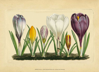 Picture of CROCUS I