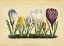 Picture of CROCUS I