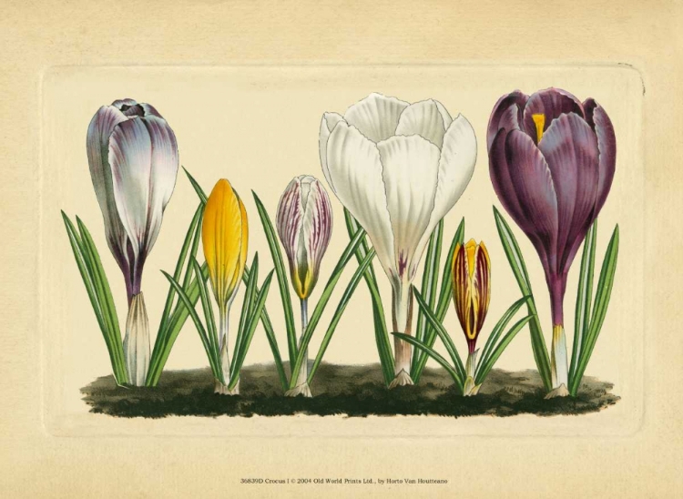 Picture of CROCUS I