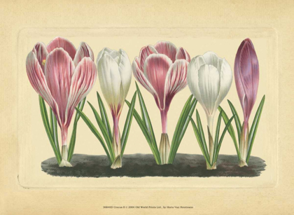 Picture of CROCUS II