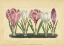 Picture of CROCUS II