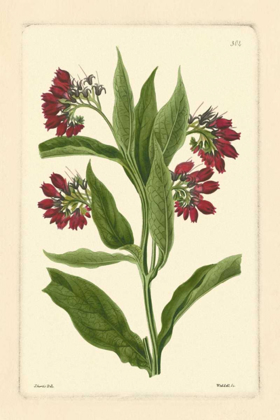 Picture of RED CURTIS BOTANICAL I