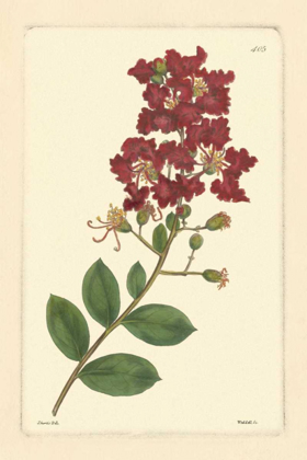 Picture of RED CURTIS BOTANICAL II