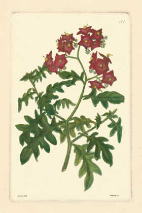 Picture of RED CURTIS BOTANICAL III